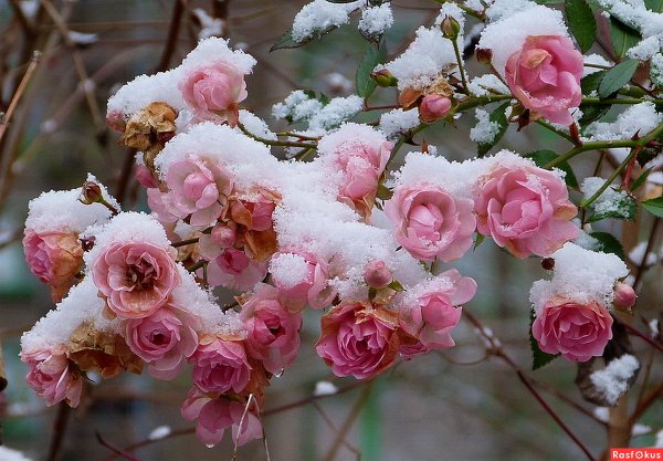 Розы плетистые розовые зима