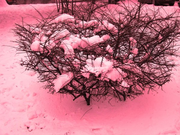 Особая красная водоросль на снегу