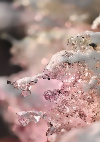 Розовый снег