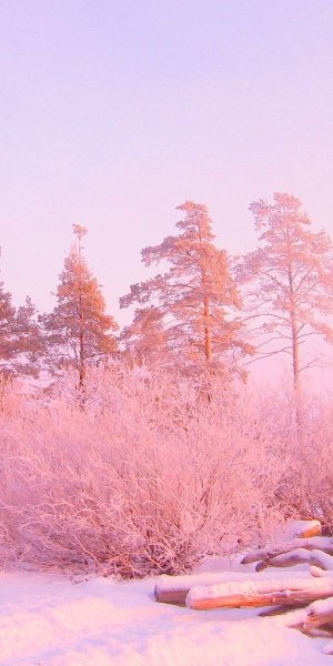 Розовая зима