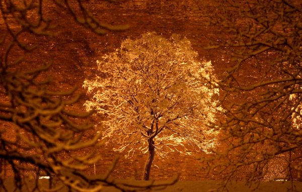 Золотистое дерево