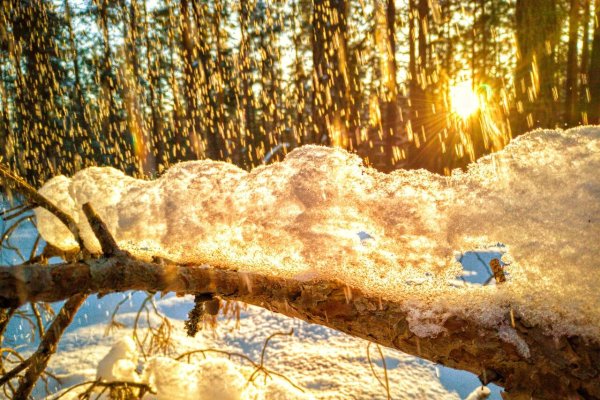 Золотой сугроб