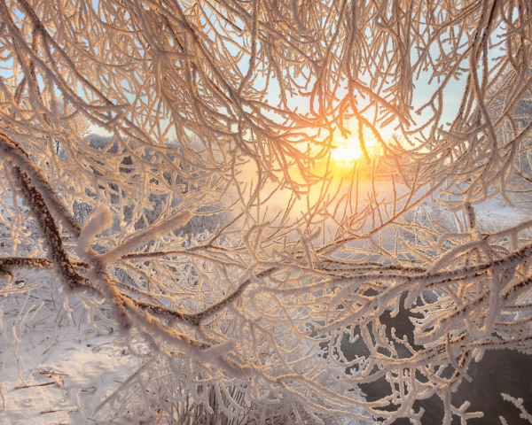 Заснеженная ветка