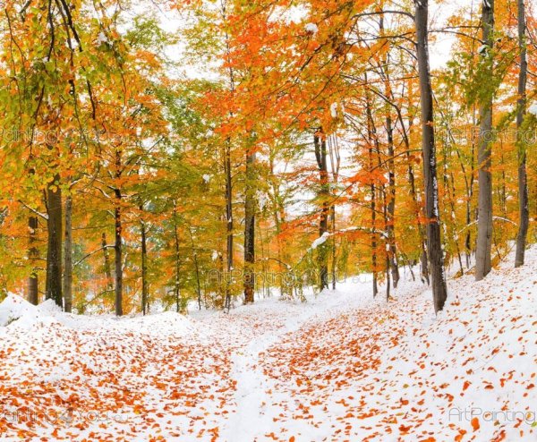 Первый снег осенью лес