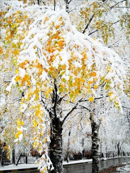Осенние деревья в снегу