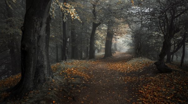 Пасмурная осень