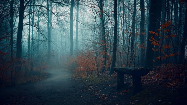 Лес в темных тонах