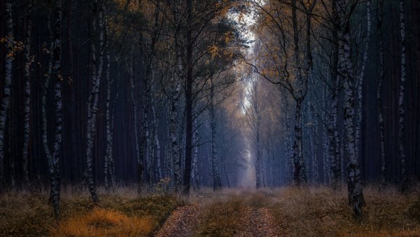 Осенний лес ночью