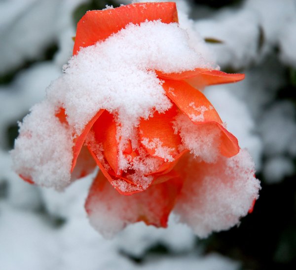 Красивые цветы под снегом