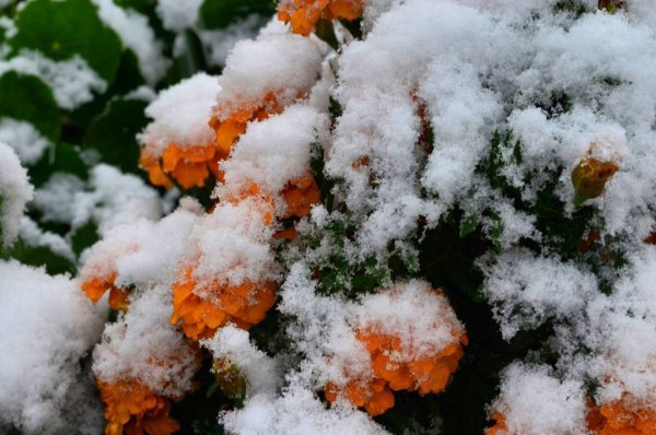 Цветной снег фото