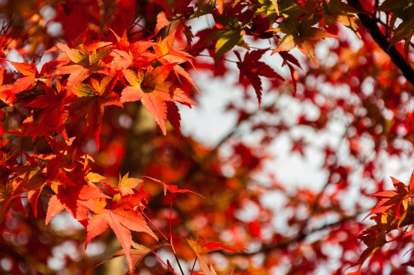 Красивая осень листья