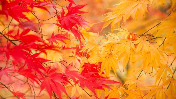 Красные и желтые листья