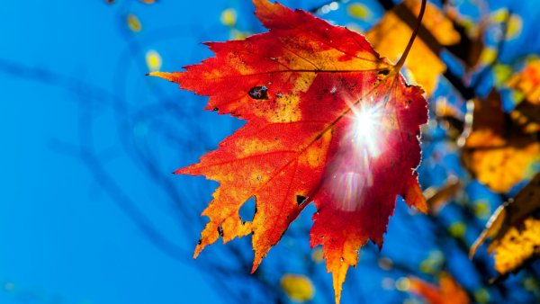 Яркая осень на рабочий стол