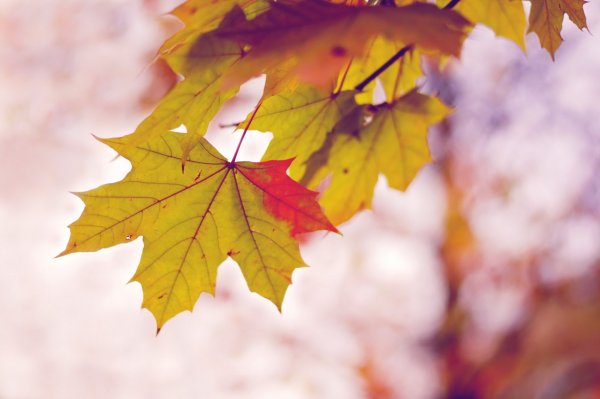 Обои на рабочий стол осень природа