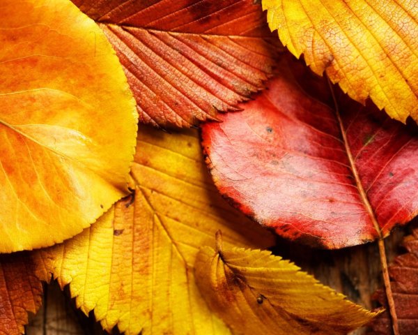 Красивые листья