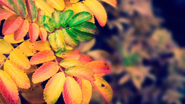 Магония падуболистная