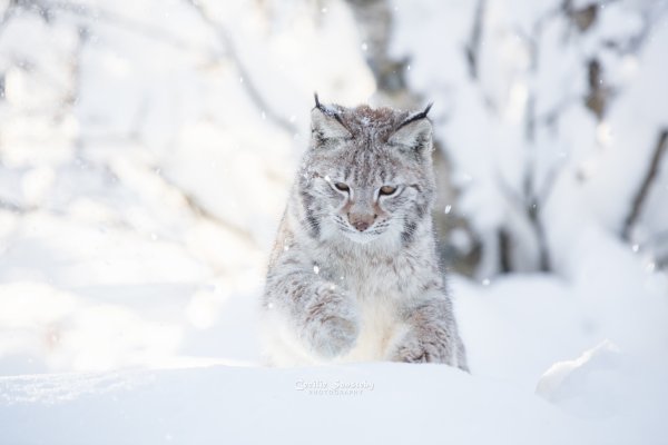 Барс и Рысь