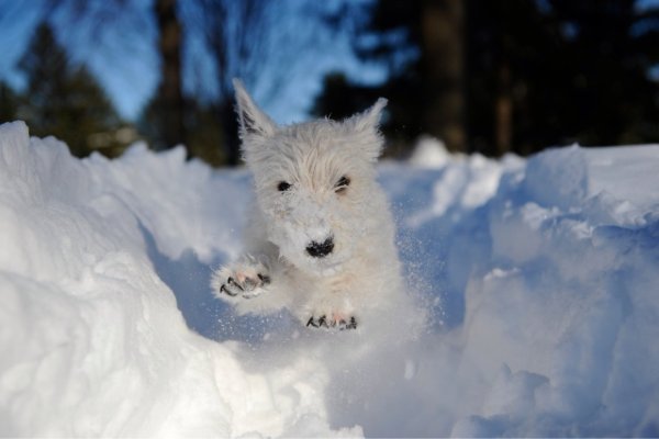 Животные радуются снегу
