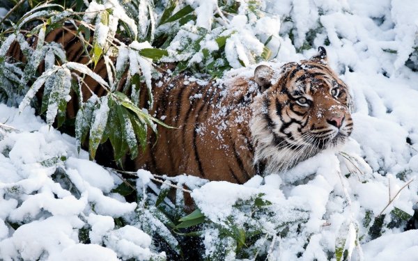 Тайгер Винтер