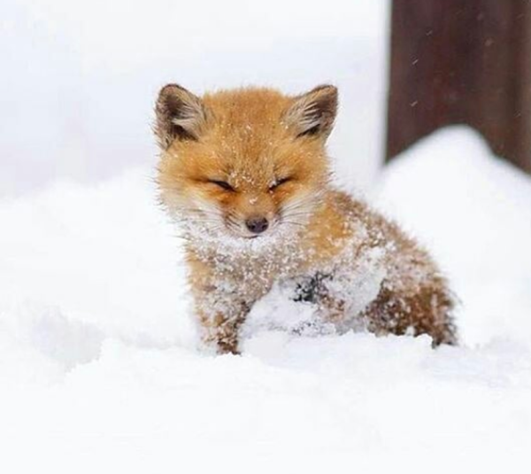 Лисенок зимой