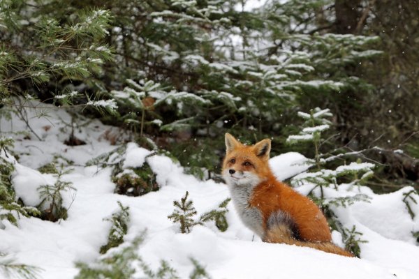 Лисица в зимнем лесу