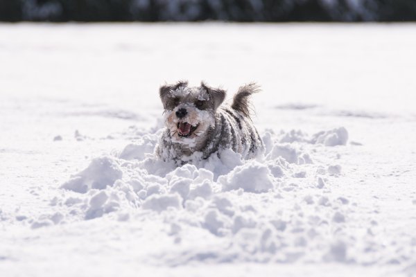 Собака бежит зимой