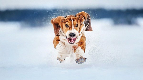 Щенок в снегу