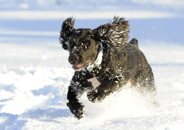 Собака в сугробе