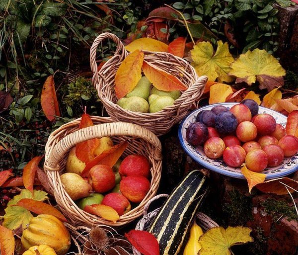 Осень фрукты