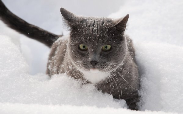 Серый кот зимой