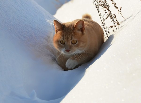Кошка в снегу