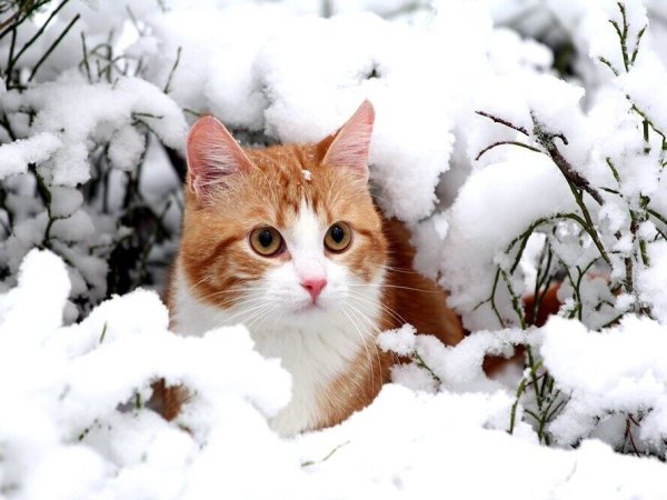 Кошки зимой