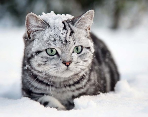 Кот из вискаса в снегу