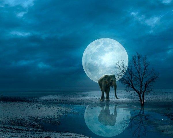 Картина слон с луной