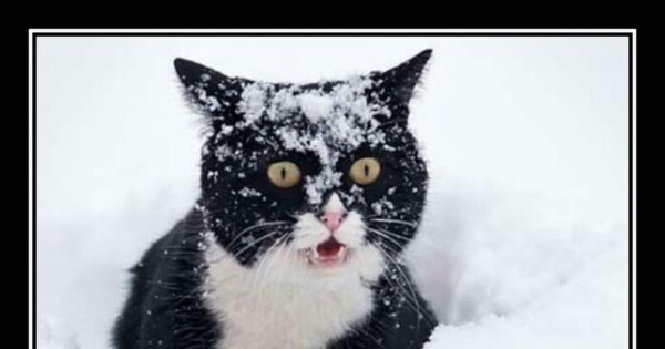 Кошак обалдел от снега