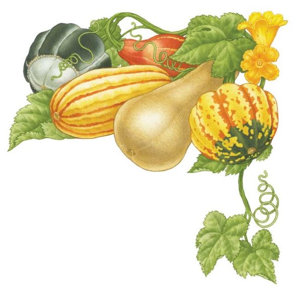 Кабачок иллюстрация