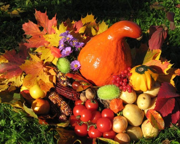 Осенний урожай