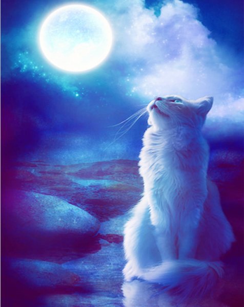 Кошка ночью