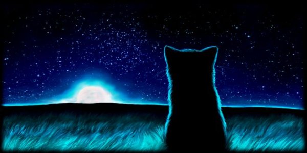 Кот и звездное небо