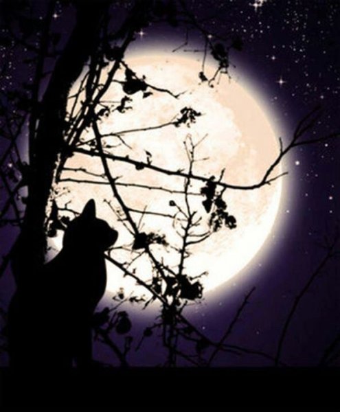 Кошка на фоне Луны