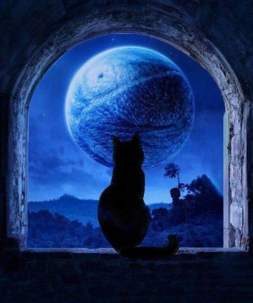 Ночь Луна кот