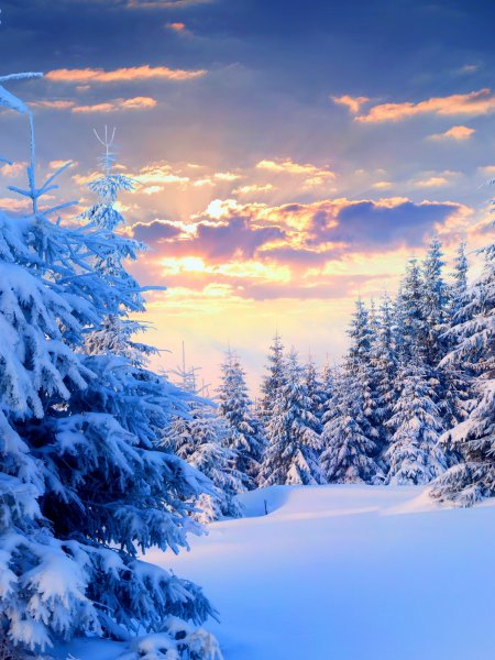 Зимние леса