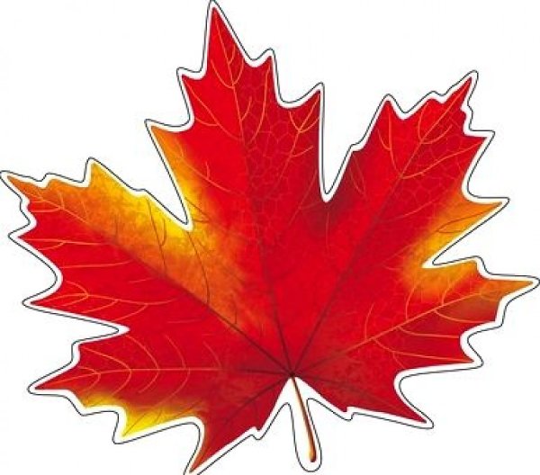 Разноцветные кленовые листья