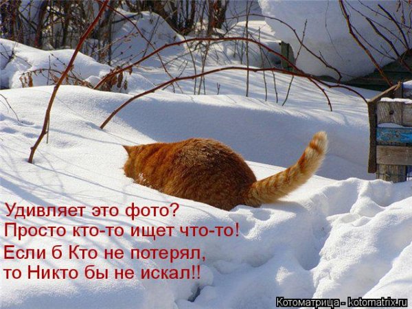 Котоматрица зима