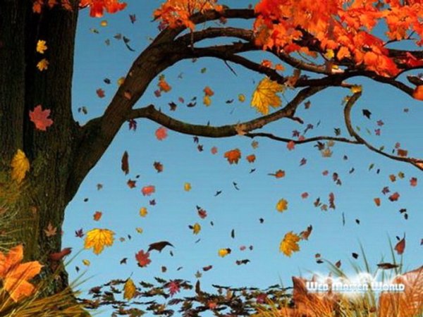 Осенний листопад