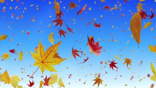 Листья кружатся в воздухе