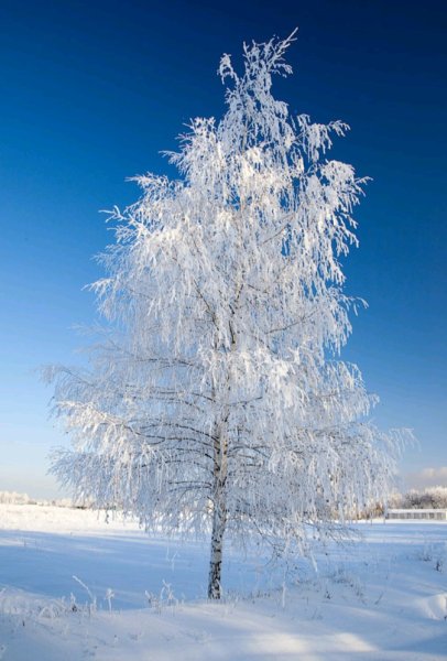 Береза зимой