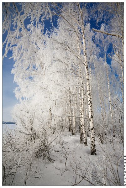 Заснеженная береза