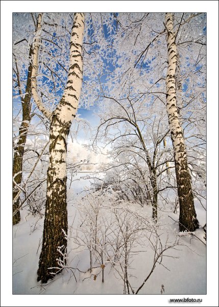 Береза в снегу