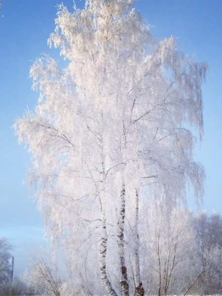 Береза в инее
